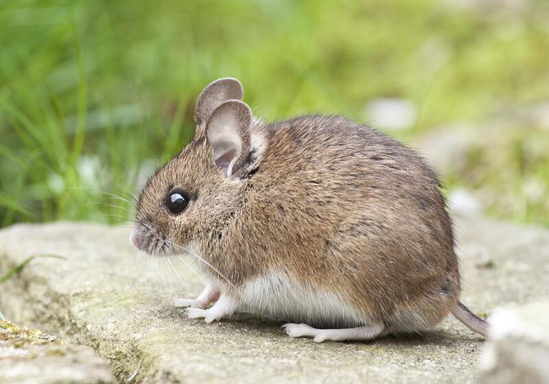 La importancia de controlar las plagas de roedores 